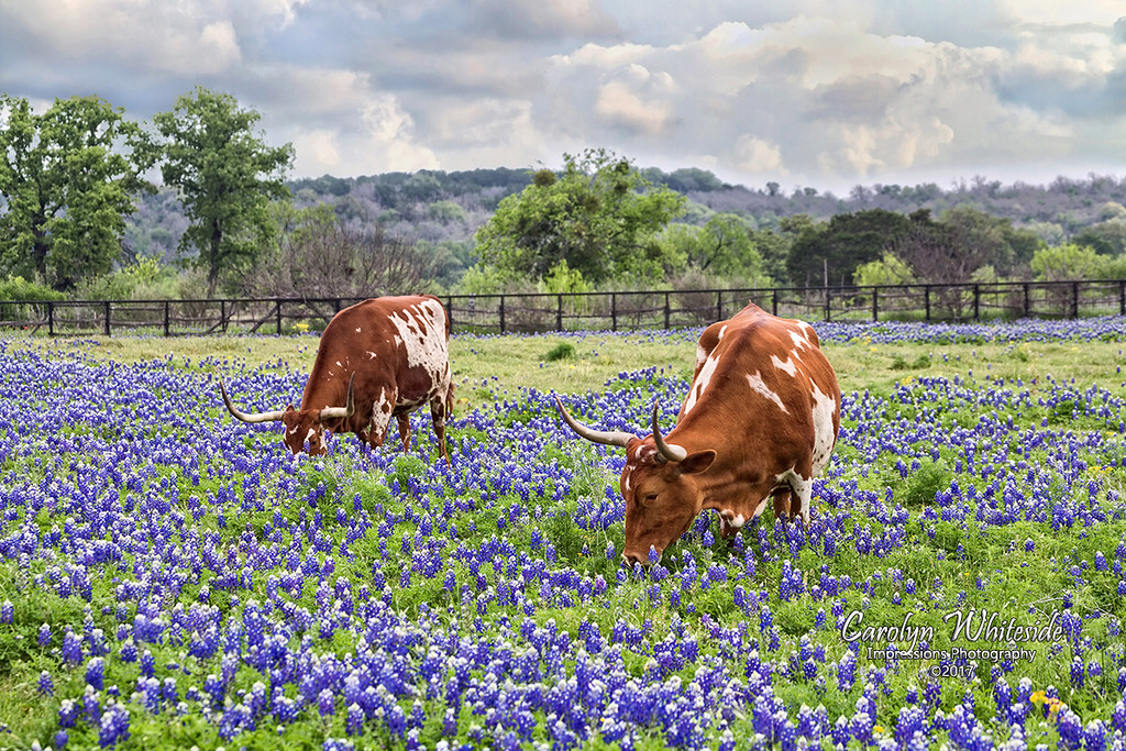 Texas Hill Country Photography » Domestic Animals Gallery