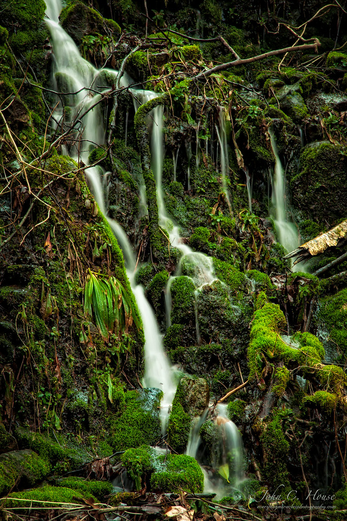 Moss and Such © Copyright John C. House, Everyday Miracles… Flickr