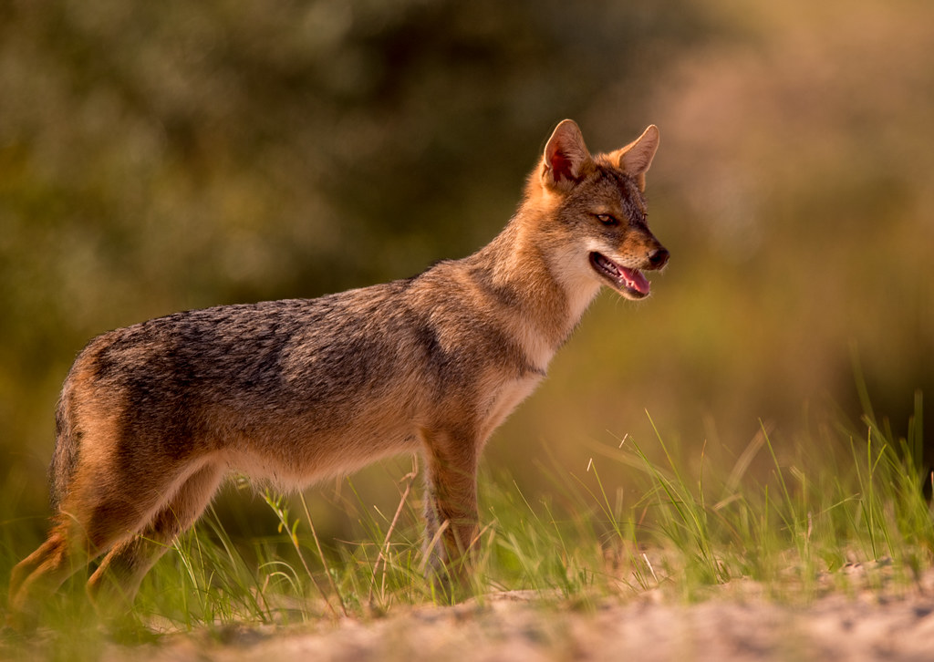 Jackel 20.08.2017 eannen Flickr