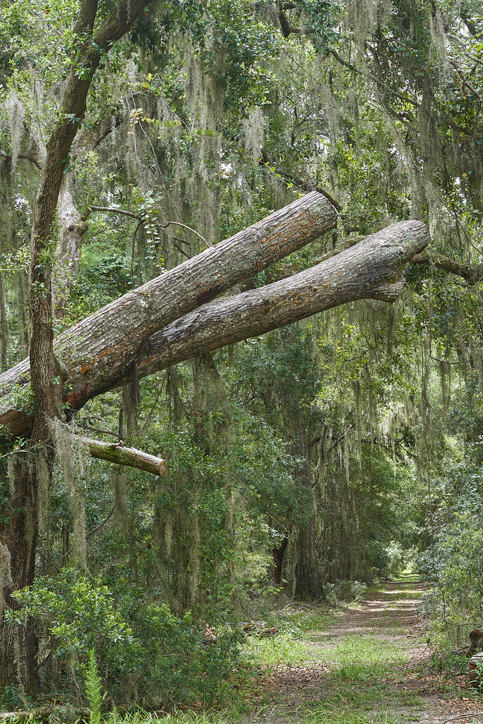 Altamaha Altamaha Town is an archaeological site in the Bl… Flickr