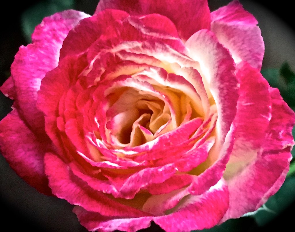 Love Is A Rose Of Many Petals at Dawn By Dawn's Early Ligh… Flickr