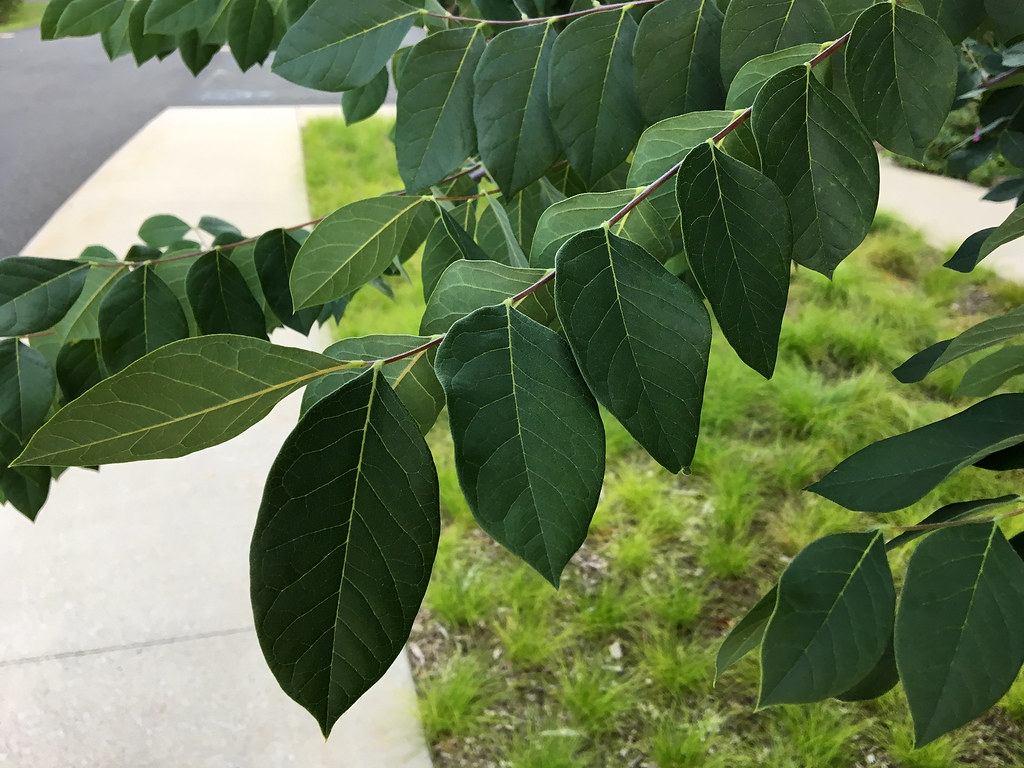 Kentucky Coffee Tree Leaf Kentucky Coffee Tree Gymnocladus Dioicus The bark is gray and