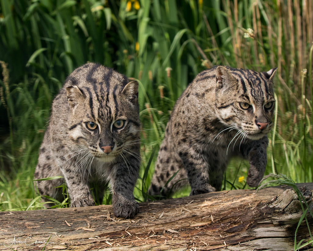 Fishing Cats Ukfalc Flickr