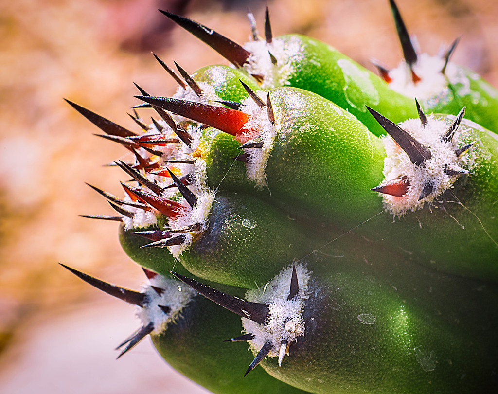 Cactus Spines These spiny desertdwelling plants can have … Flickr