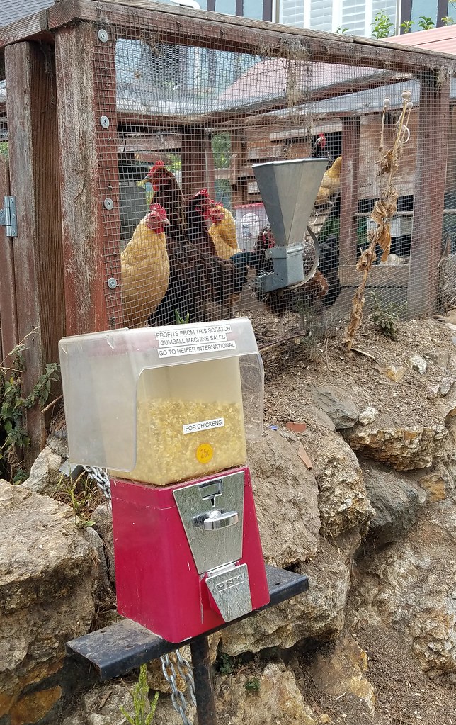Chicken feed vending machine This chicken yard in the Berk… Flickr