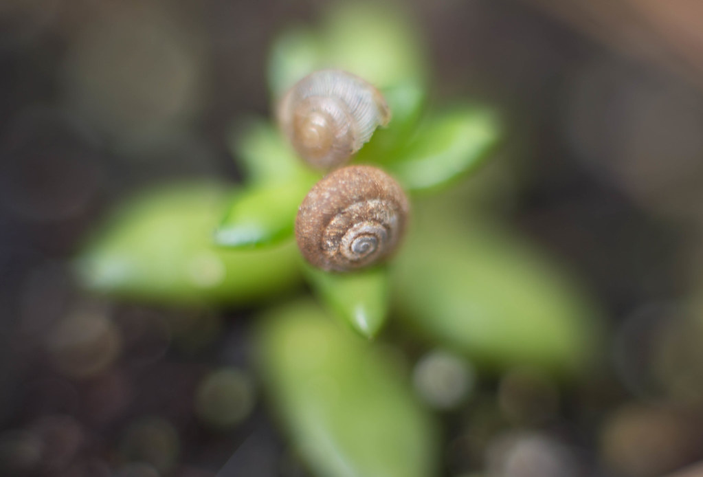 snails on a budding succulent Tom Beaty Flickr