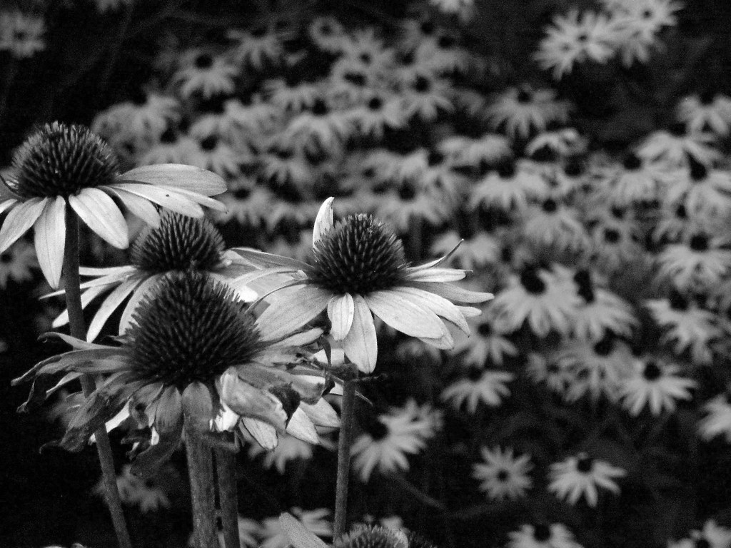 Flowers. Cone flowers and black eyed susans alongside a wa… Flickr