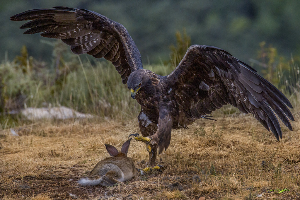 STOP The golden eagle National Symbol of Mexico The Gold… Flickr