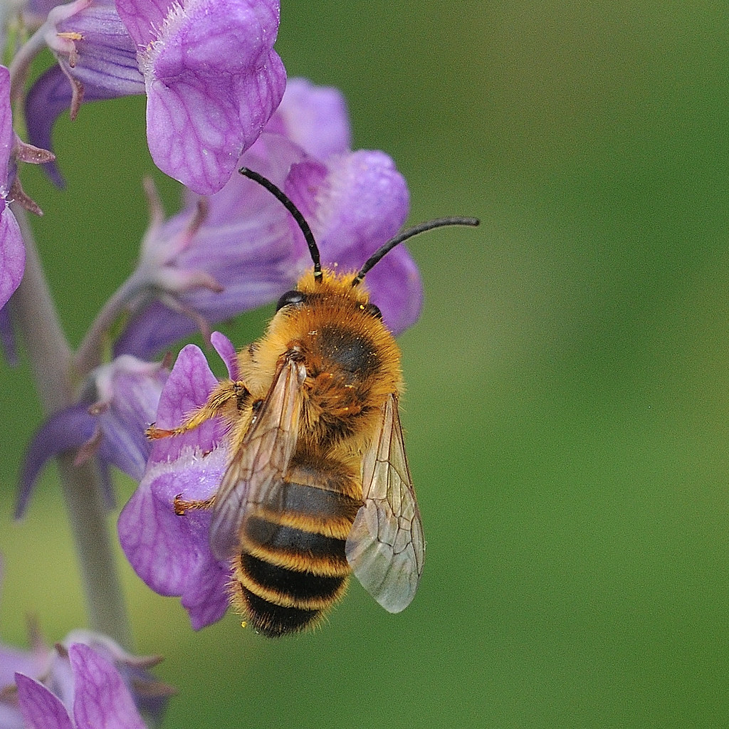 Melitta leporina Clover Melitta Bee, male Melittidae 26/6/… Flickr