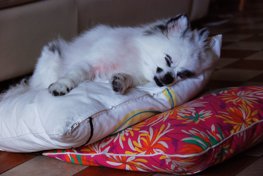 Fallen Pillows 2 Pillows fell from the couch and she too… Flickr