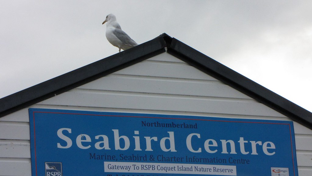 Amble Quayside Sunday Market Limited at Arlene Blake blog