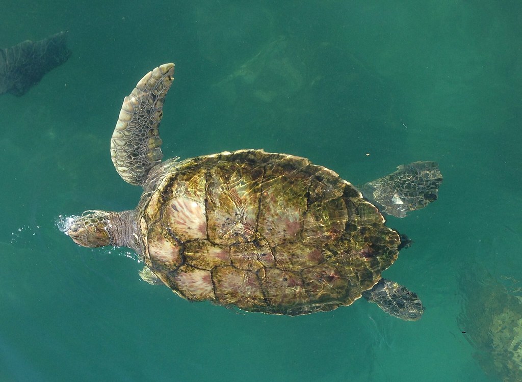20141006 Grand Cayman Turtle Farm 20141006