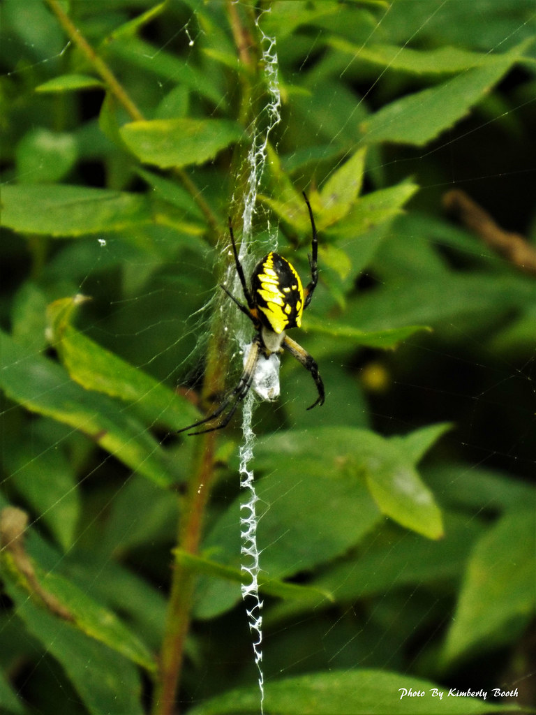 Yellow Garden Spider Argiope aurantia Cranberry Swamp Finz… Flickr