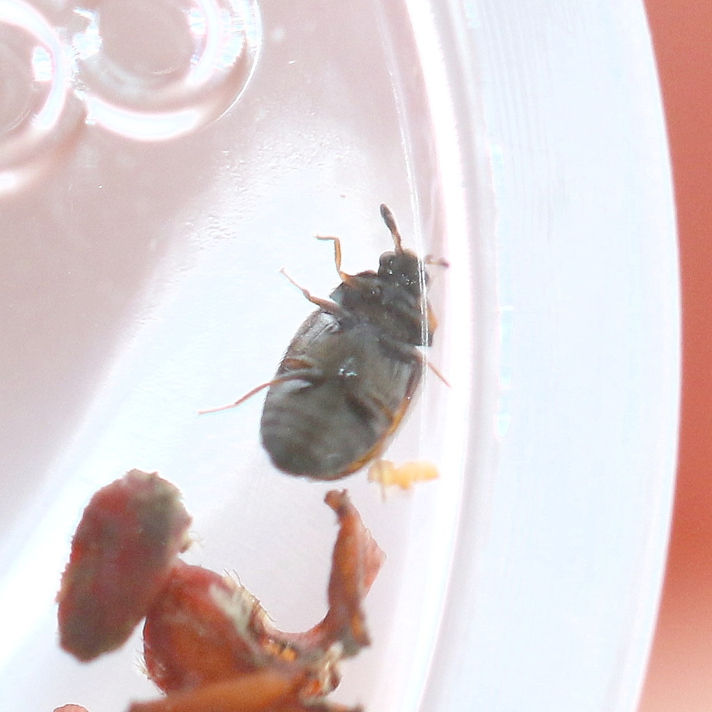 Dermestid Beetle (Cryptorhopalum), Mission Trails Regional… Flickr