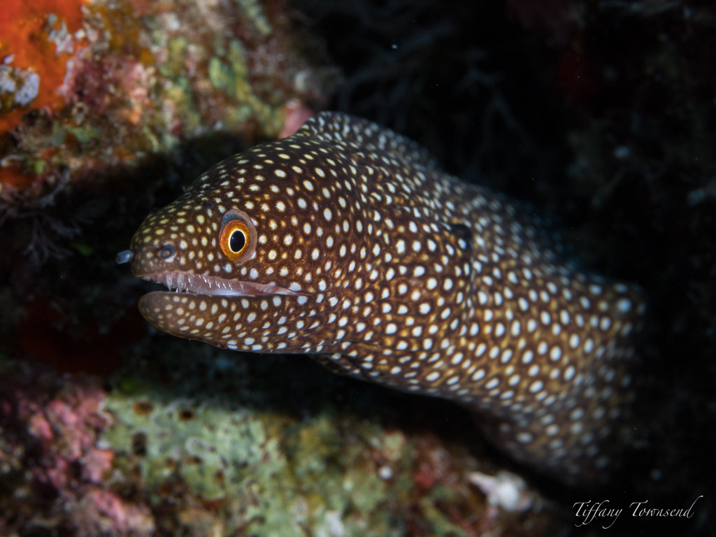 Spotted Eel Kailua Kona Jack's Diving Locker OLYMPUS OMD … Flickr