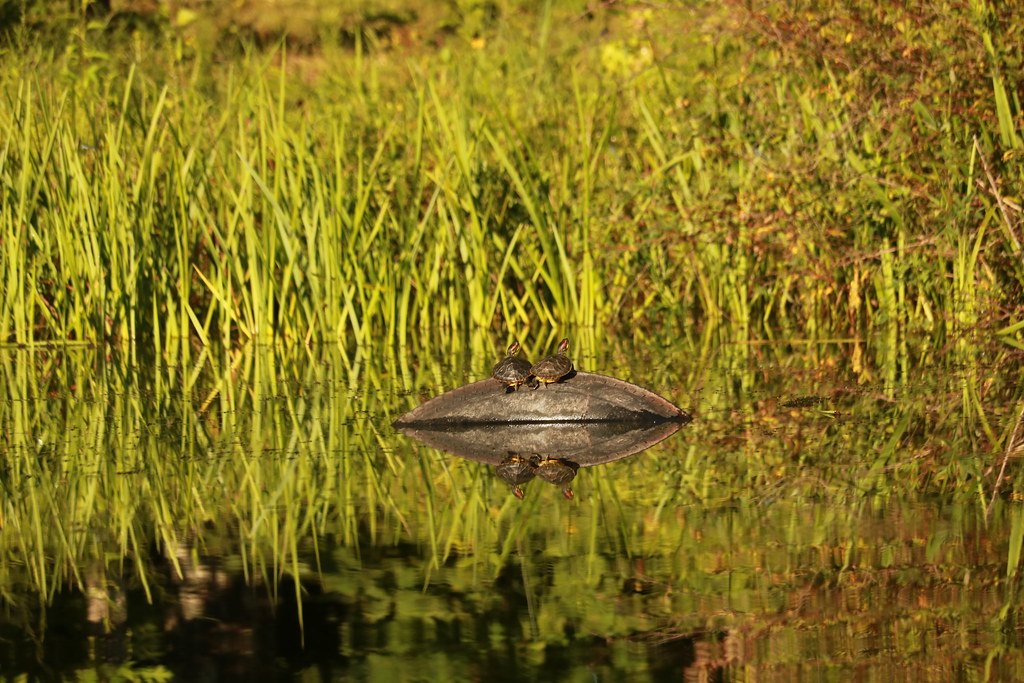 IMG_4117 Mirrored turtles Lake Brittle, Warrenton VA Sherr… Flickr
