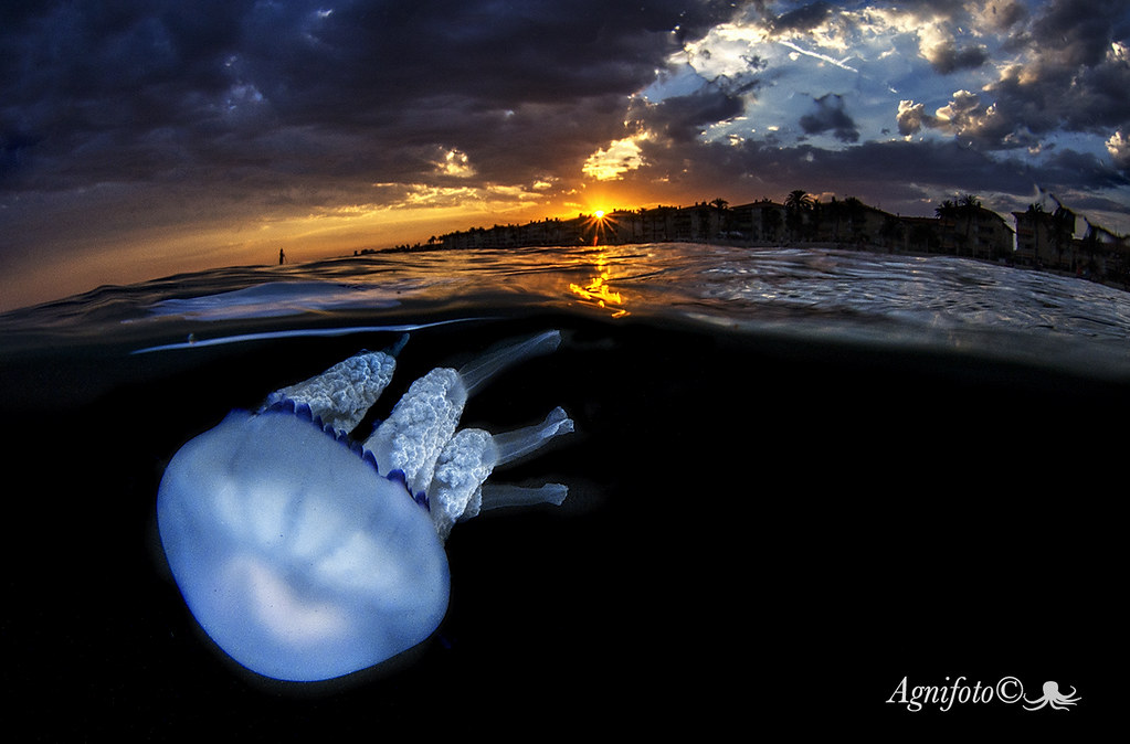 Jellyfish sunset AGNIESZKA ADAMCZYK Flickr