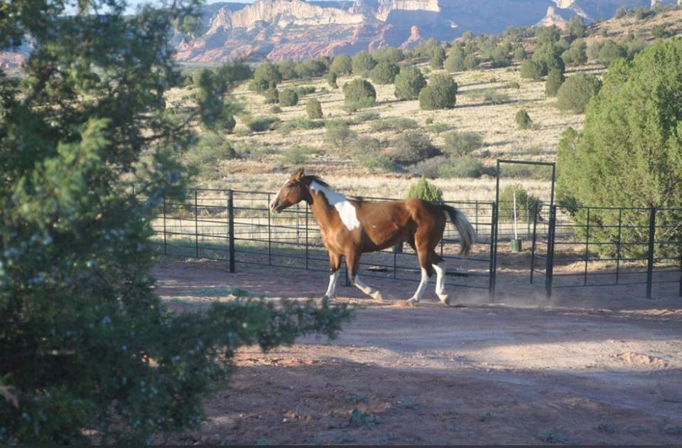horses Sedona Ranch Arizona Sedona Ranch Ranch Seeker Flickr