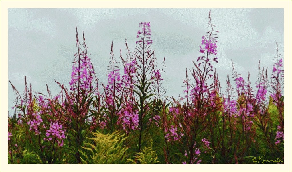 against the midsummer sky Wildflowers in the P.E.I. countr… Flickr