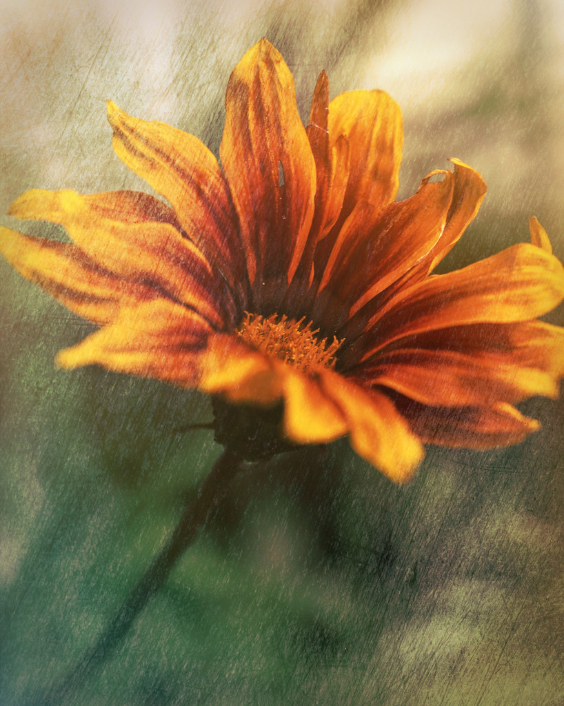 Gazania Textured ladyinpurple Flickr