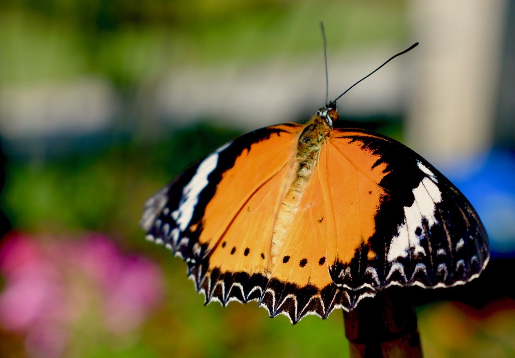 Butterfly, Chicago Botanic Gardens 9317 Mark Friedman Flickr