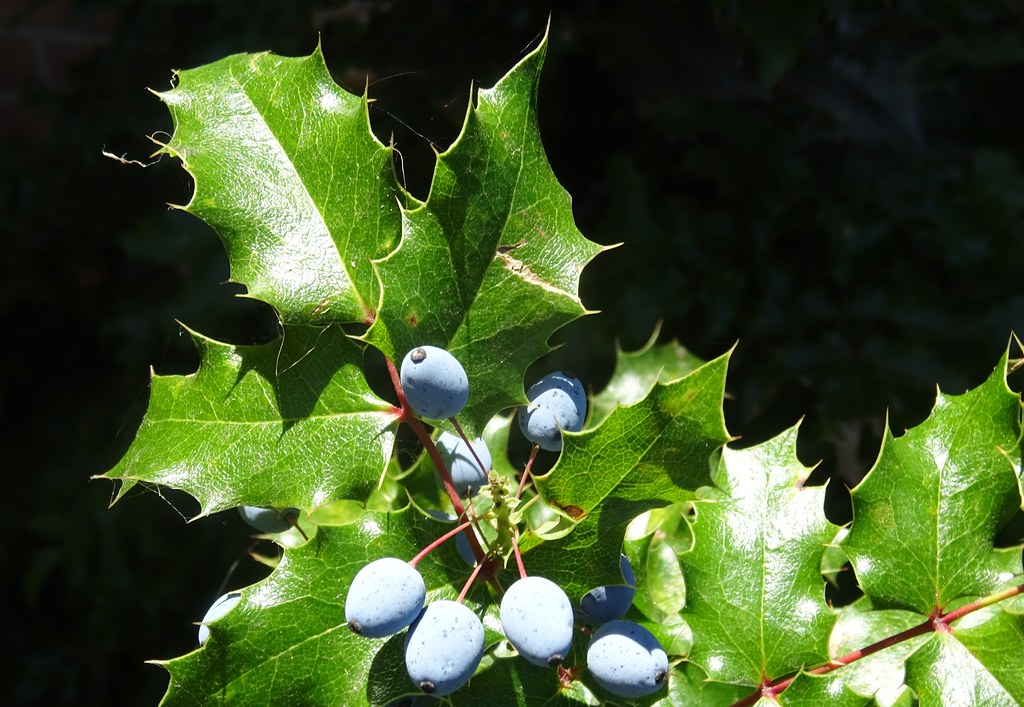 holly with blue berries, downtown Julian, black background… Flickr
