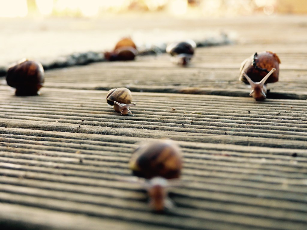IndulgentPleasures Taking the time to race some snails wi… Flickr