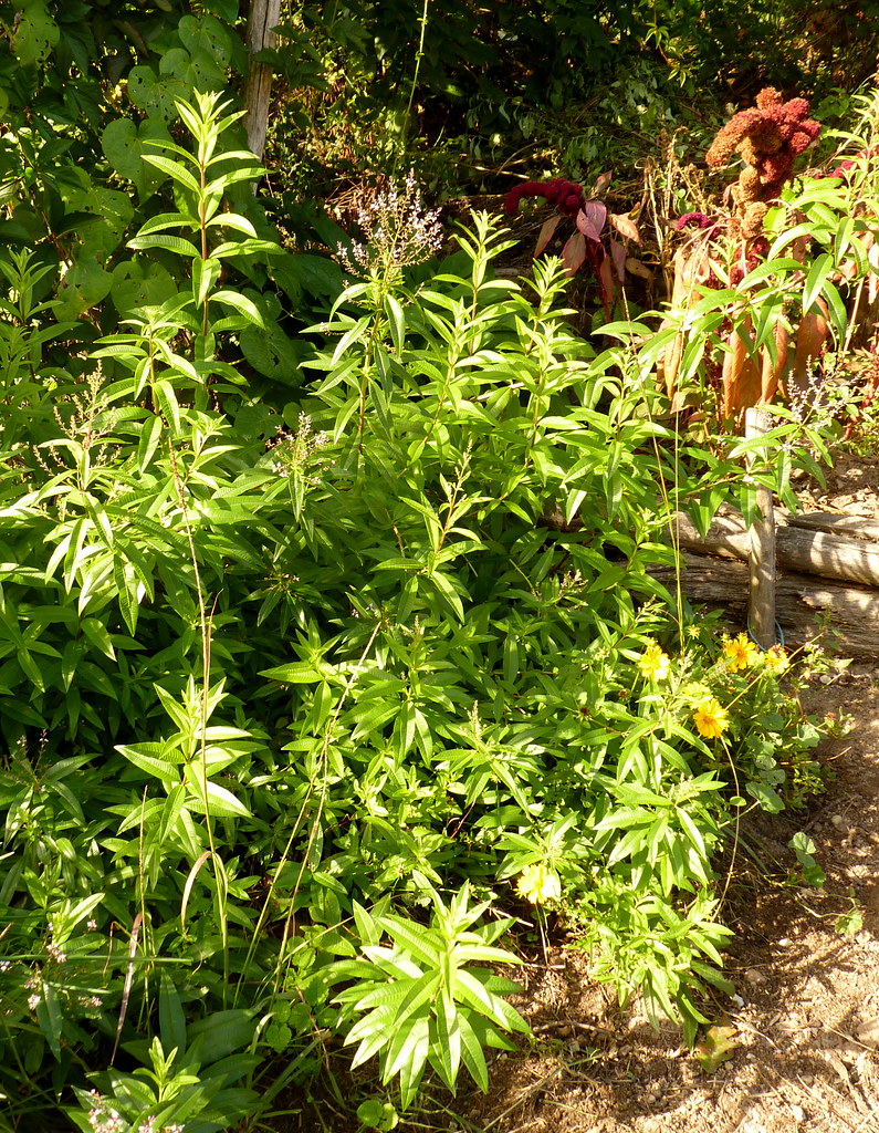 Lemon verbena verveine citronnelle ou verveine du Pérou