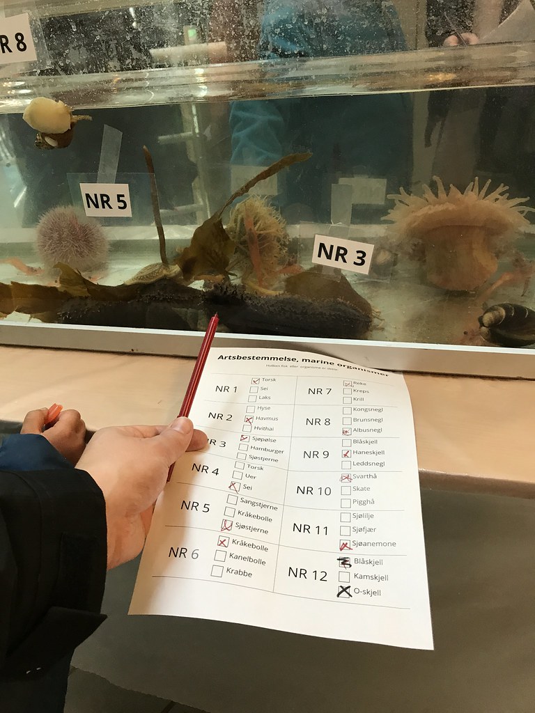 Marine biology quiz for children Harald Groven Flickr