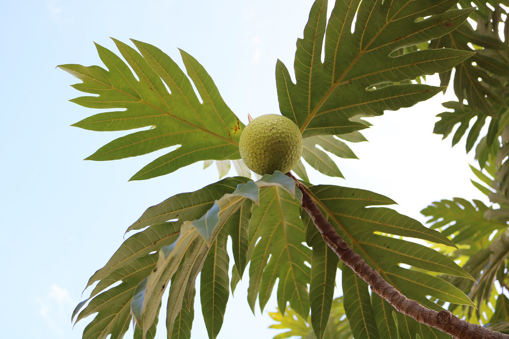 Qoma coconut Western Pennsylvania Conference United Methodist Church Flickr