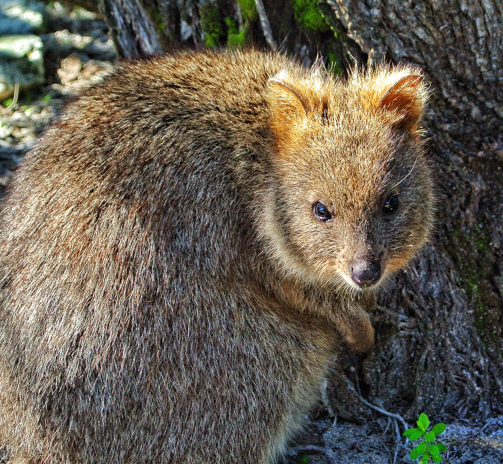 Quokka The quokka (/ˈkwɒkə/, Setonix brachyurus), the only… Flickr