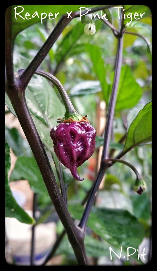 Carolina Reaper x Pink Tiger! Hibryd F3 Nicola B. Flickr