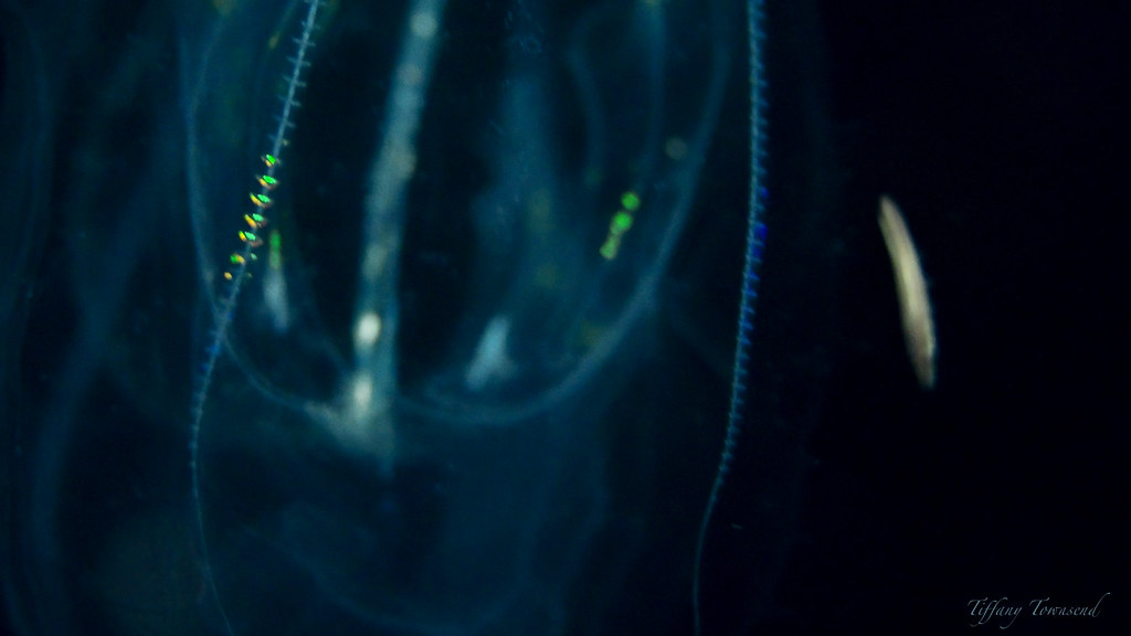 Kona Pelagic Magic Kona Pelagic Magic Jack's Diving Locker… T2inSF