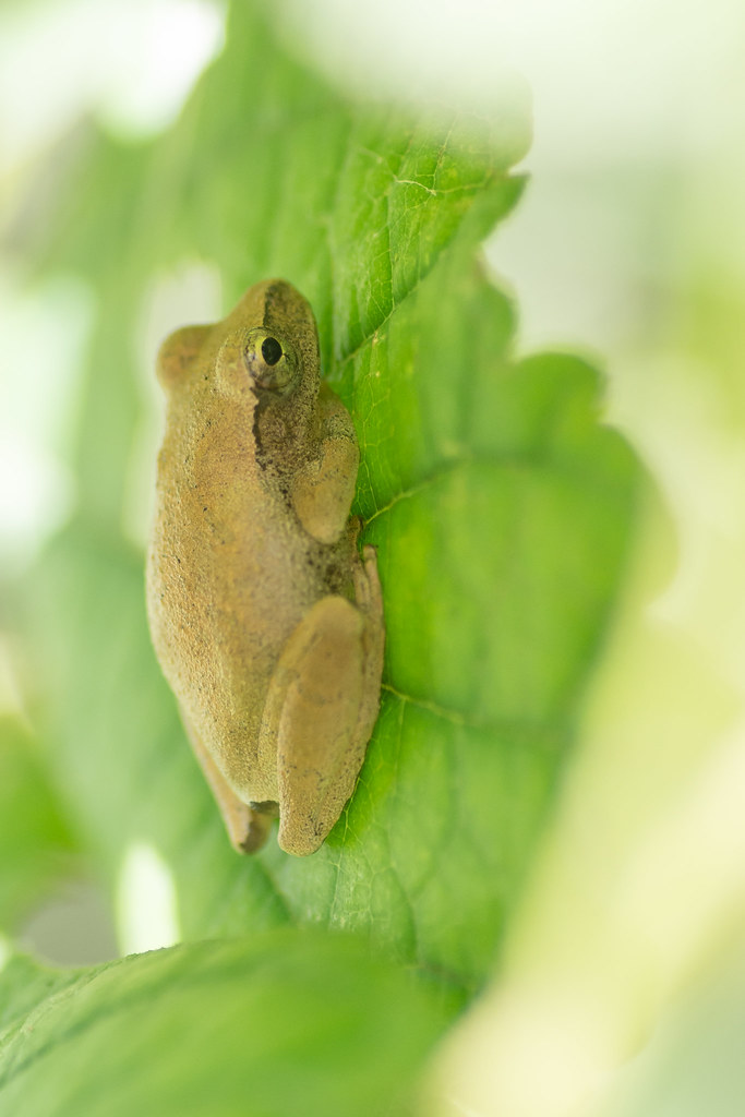 Tree Frog (Hyalidae) Lake Henrietta, Tallahassee, Florida Andrew