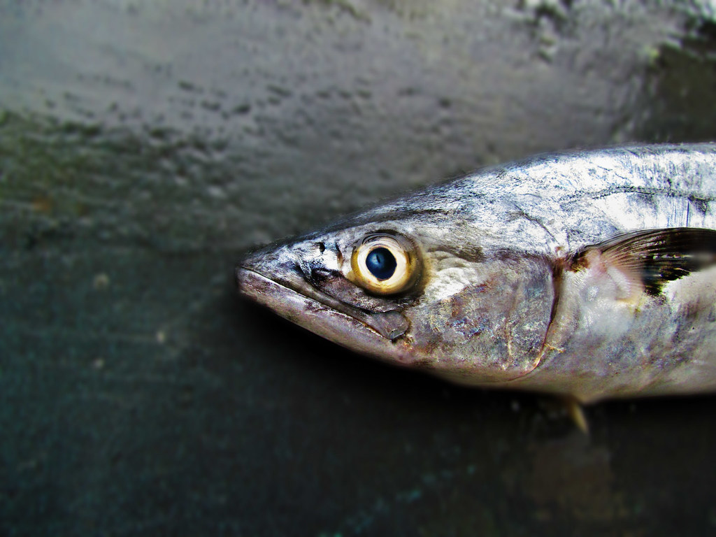 Mackerel The North Atlantic Mackerel is not the prettiest … Flickr