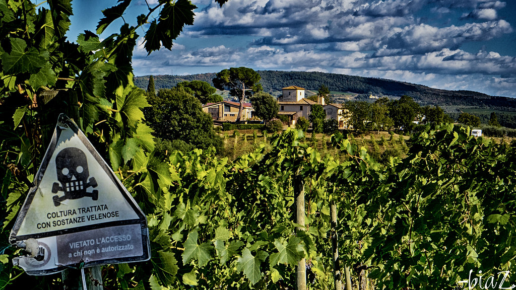 Wine Kill There are people who make true Chianti wine. But… Flickr