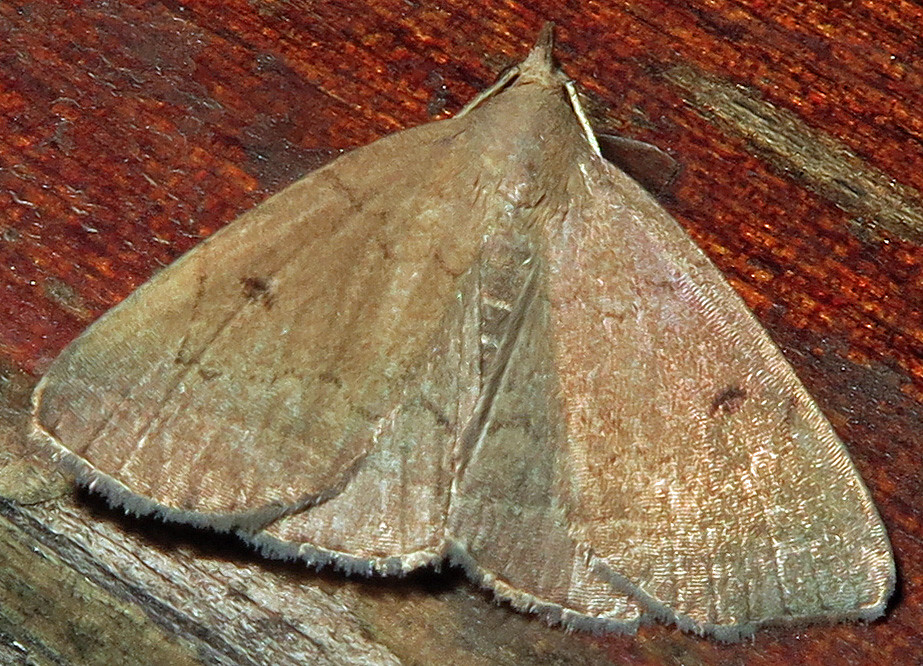 Litter Moth, Zanclognatha sp., either Yellowish Zanclognat… Flickr