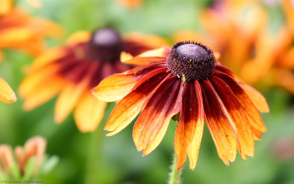 black eyed cone flowers davisrickcharlesallan Flickr