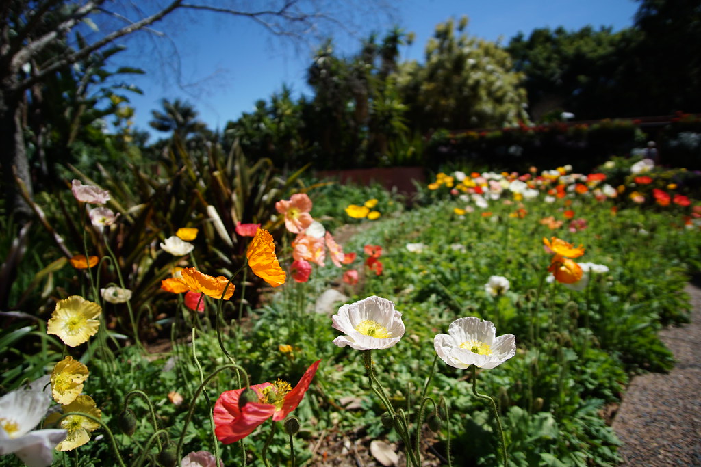 Flowers in Spectacle Garden at Roma Street Parklands Flickr