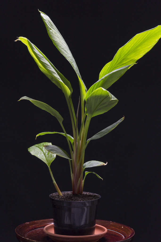 Turmeric plant for sale Flickr
