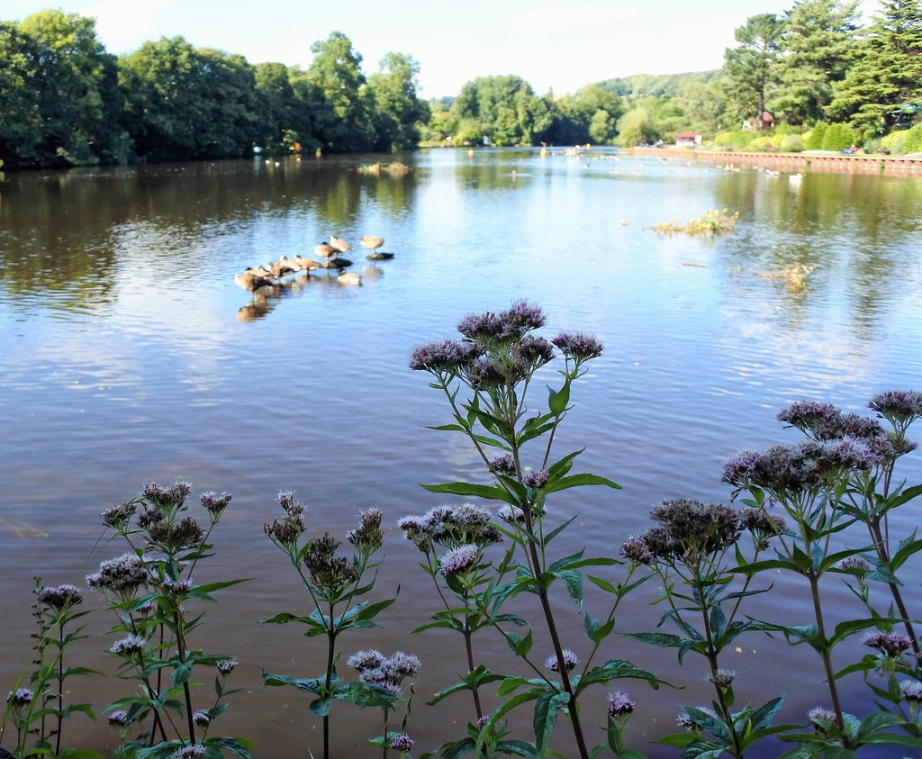 River Derwent at Belper The Derwent seen at Belper in Derb… Flickr
