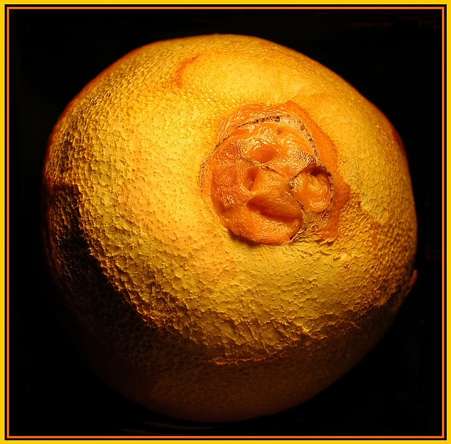 Navel Orange Navel Ya know you need to get outdoors and ge… Flickr