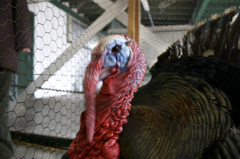 March 18th Monroe Poultry Show Flickr