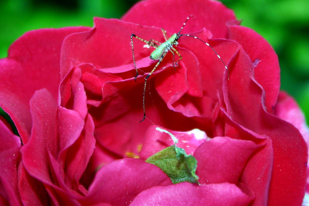Green Bug Crawling on Red Rose melodrama Flickr
