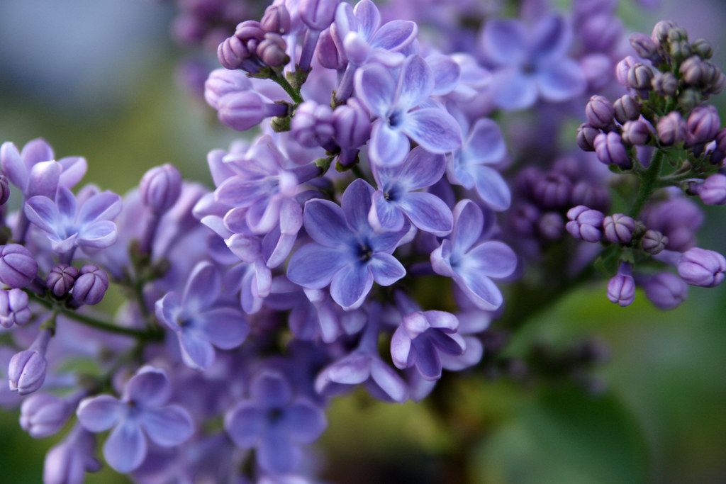 Dwarf Lilac 'Little Boy Blue' Growing on my roofdeck. Hoor… Flickr