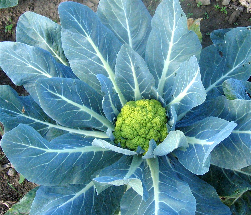 Cauliflower From the farms of Brittany, France Ching Soon Flickr
