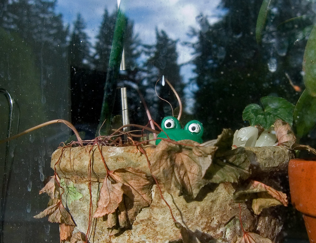Frog in window 1 Frog, pining for the fjords. pfly Flickr