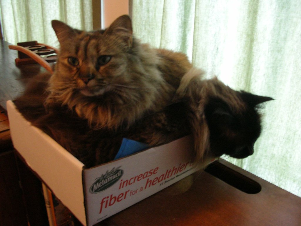 One Cat or Two? TJ DeGroat Flickr