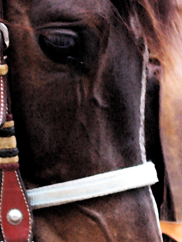 Ride a painted pony, let the spinnin' wheel spin Bo Nash Flickr