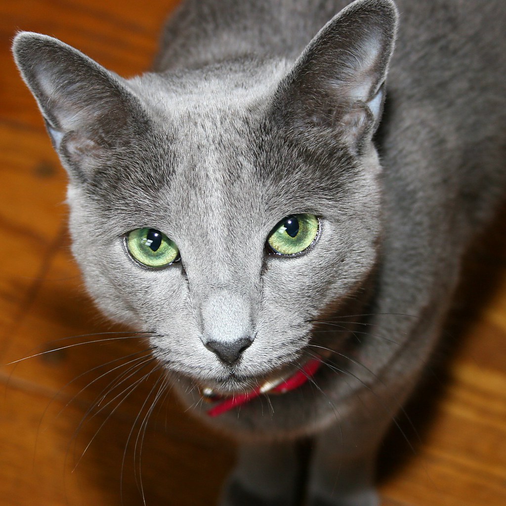 "Kritter" Russian Blue Breeder Brad Kardux Doug Miller Flickr